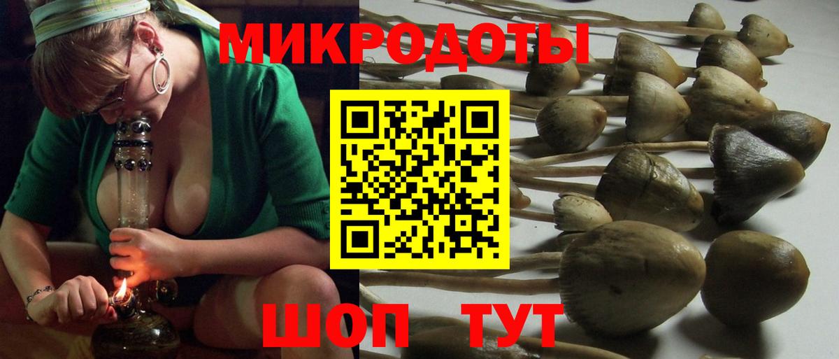 Псилоцибиновые грибы Psilocybe Кузнецк